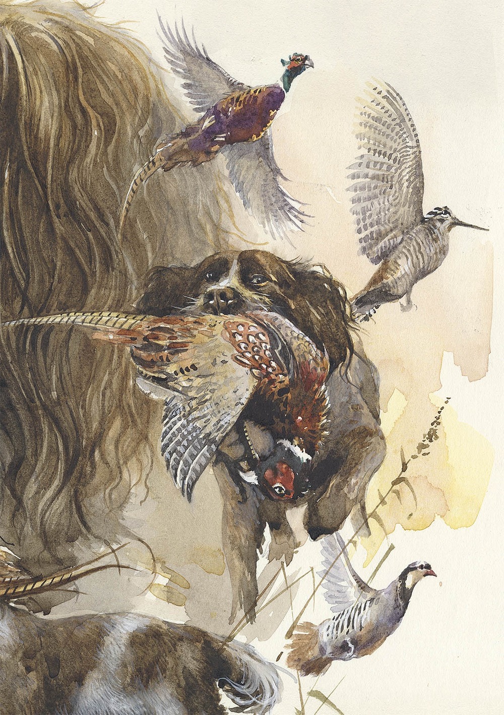 Saint-Usuge Spaniel moving through grass