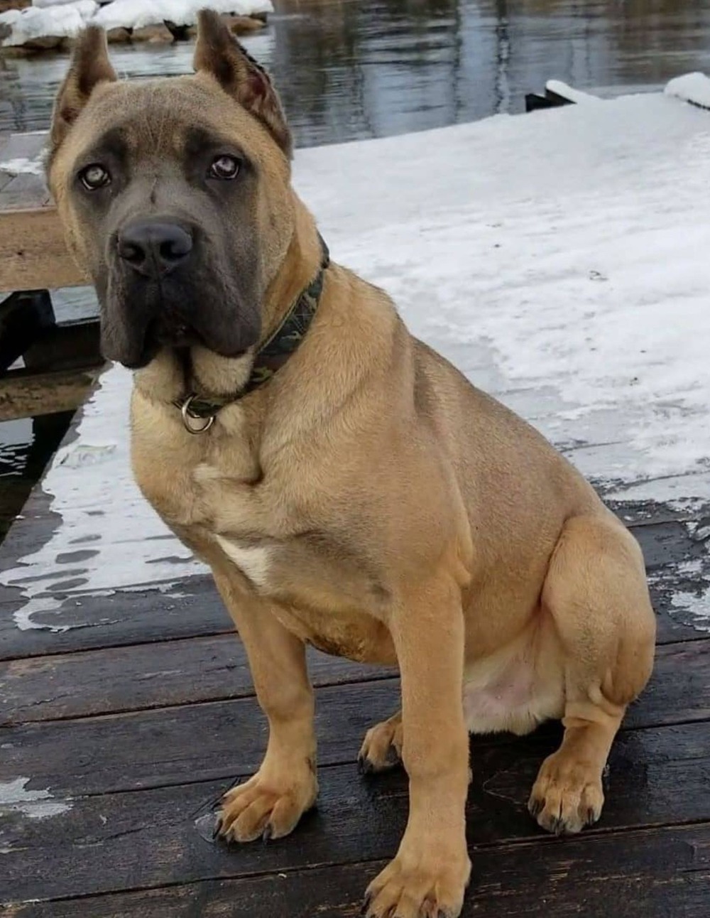 Cane Corso on lead during a walk