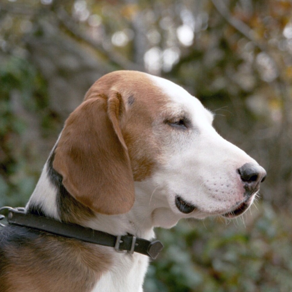 Westphalian Dachsbracke standing in profile