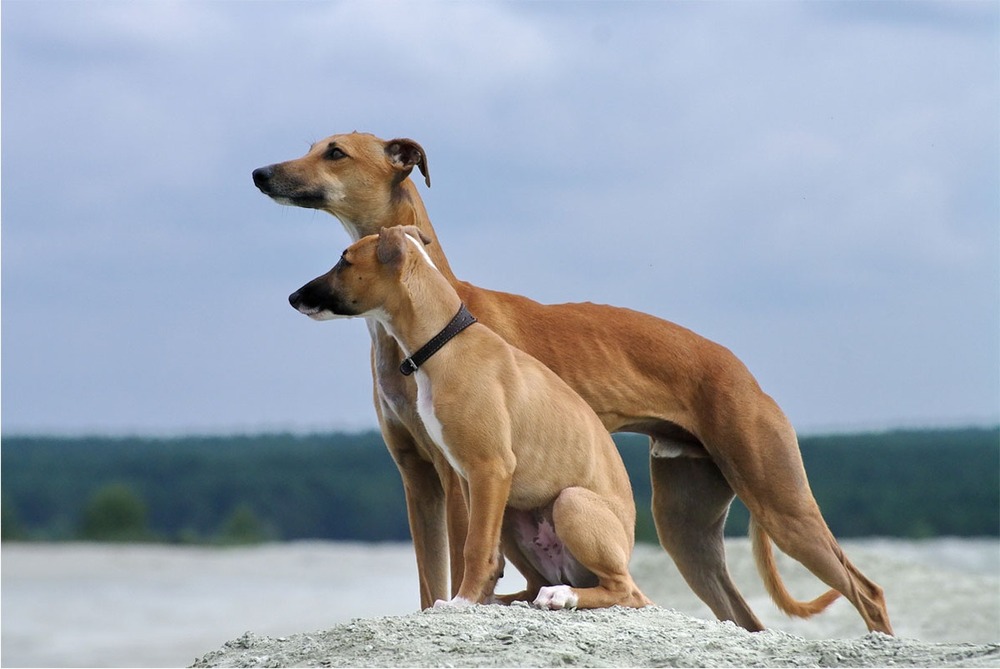Whippet standing side on showing slim build