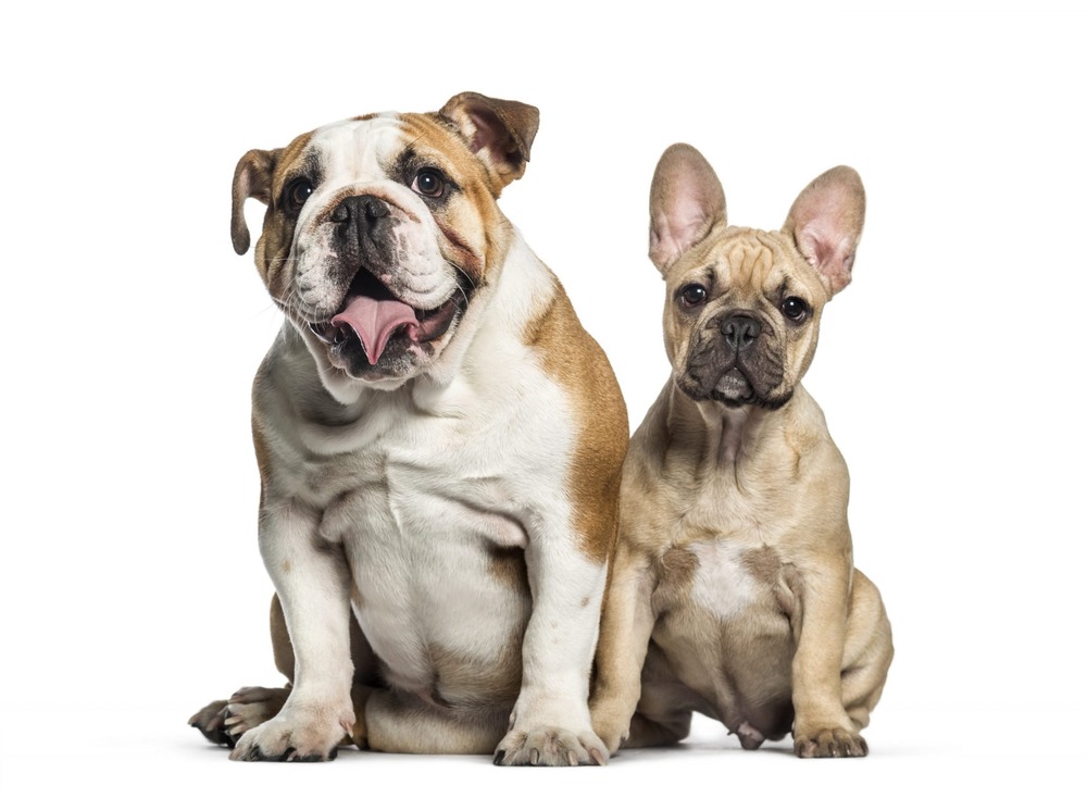 Serrano Bulldog walking on lead