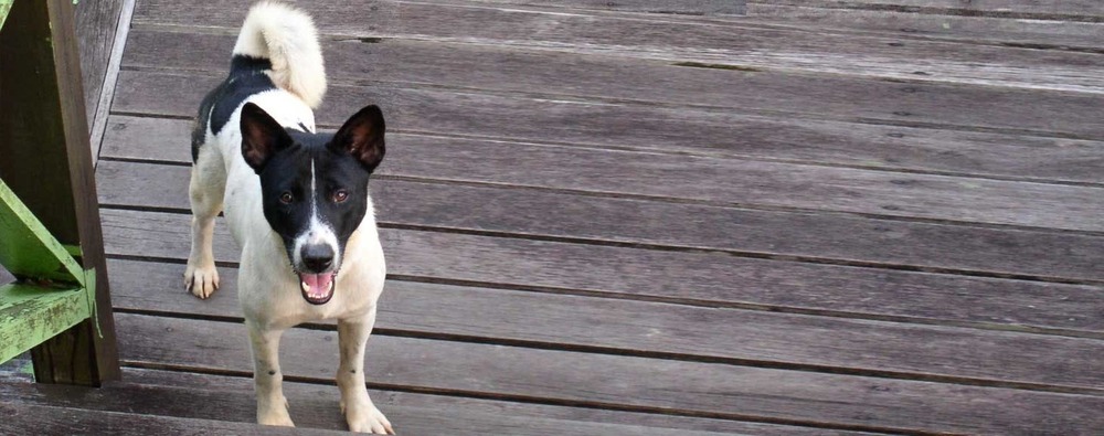 Short-coated dog resting after activity