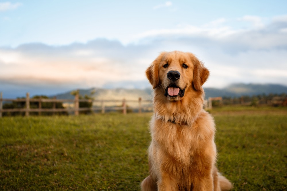 Golden Retriever running on a path