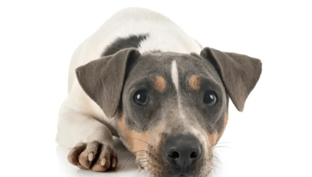 Terrier Brasileiro running on grass