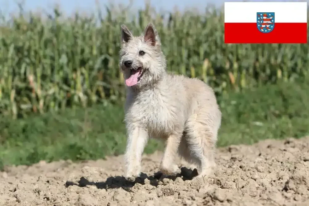 Bouvier des Ardennes outdoors with rugged coat