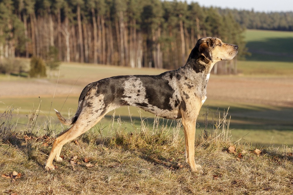 Catahoula Leopard Dog resting with attentive gaze