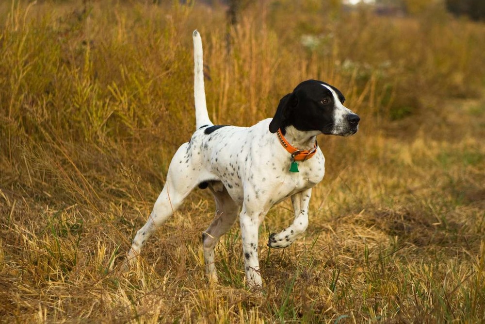 Pointer dog resting after exercise