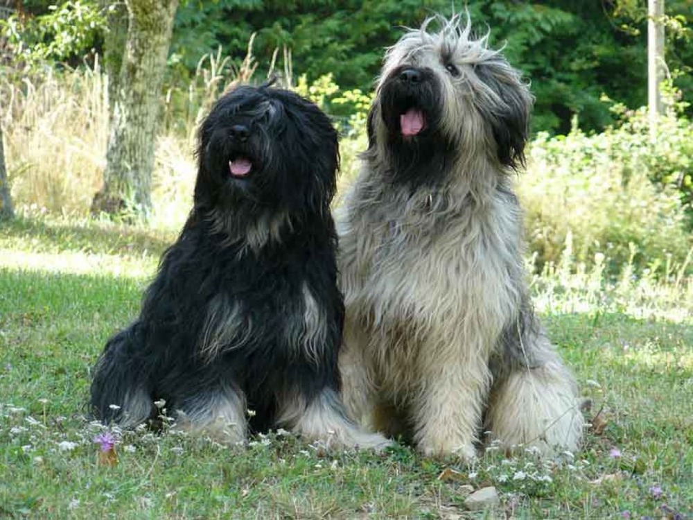 Cao da Serra de Aires standing in a natural setting