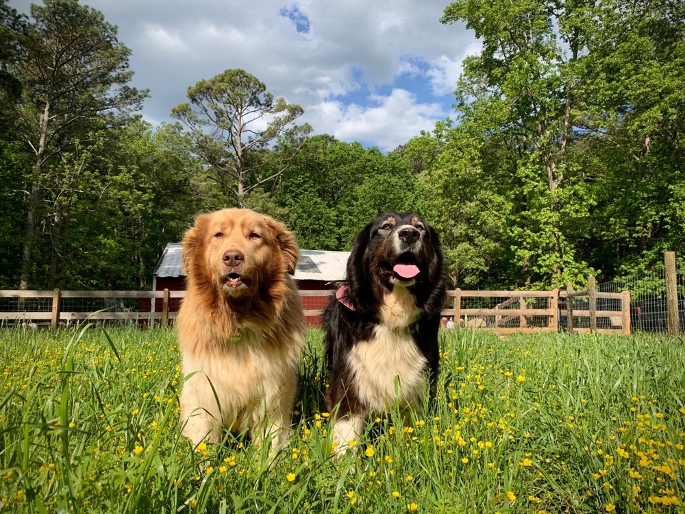 Karakachan dog looking alert