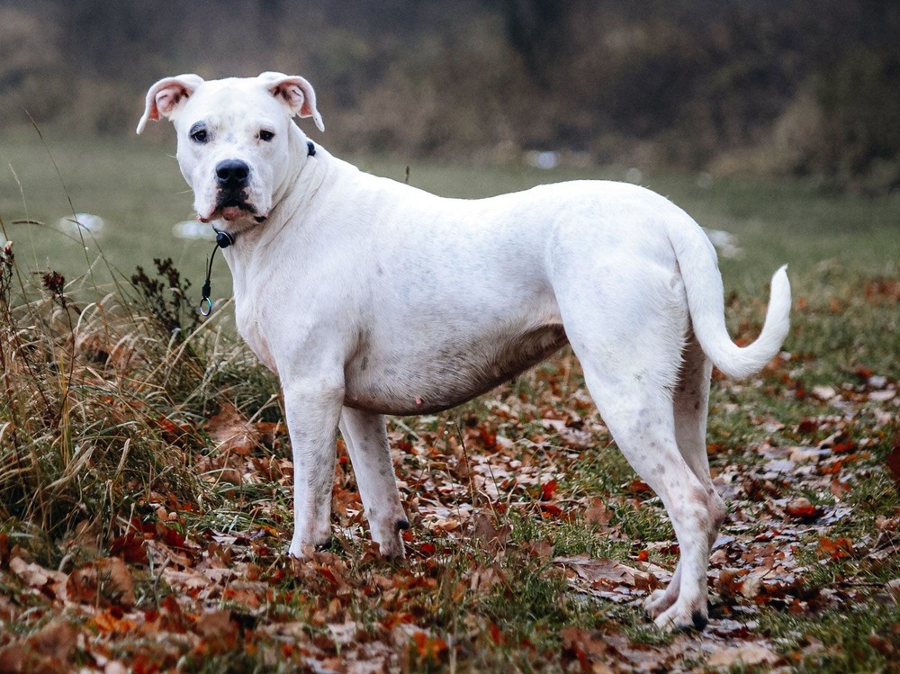 Gull Dong standing side on