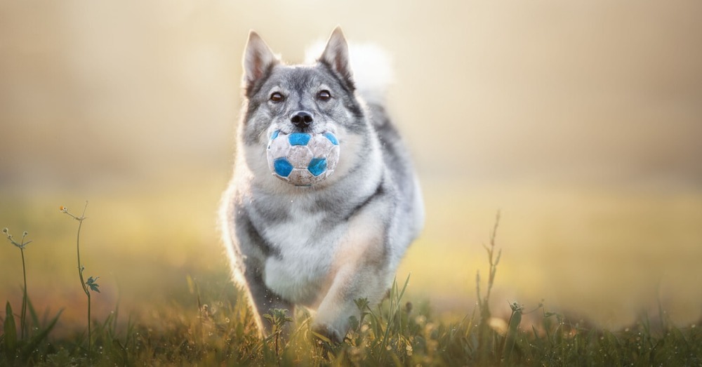 Swedish Vallhund moving quickly on grass