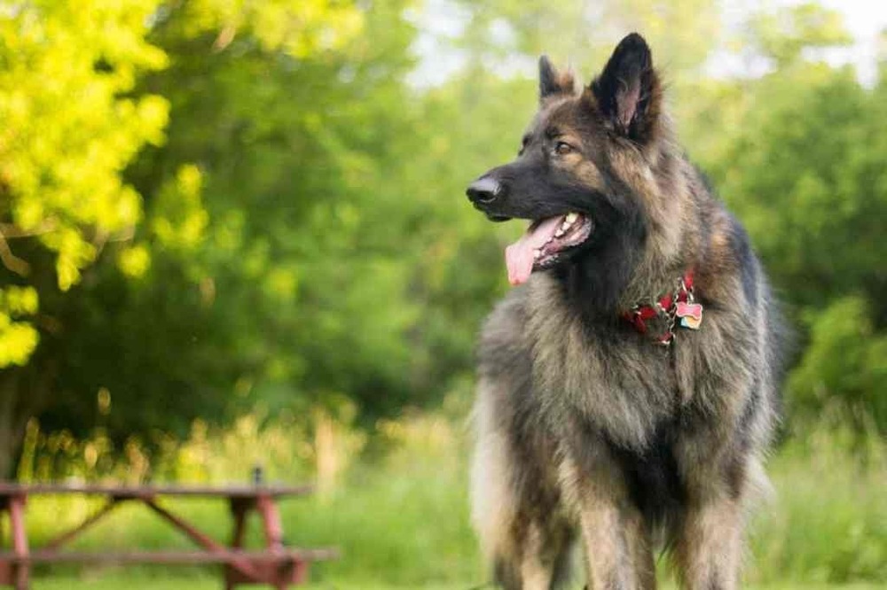 Shiloh Shepherd standing beside handler