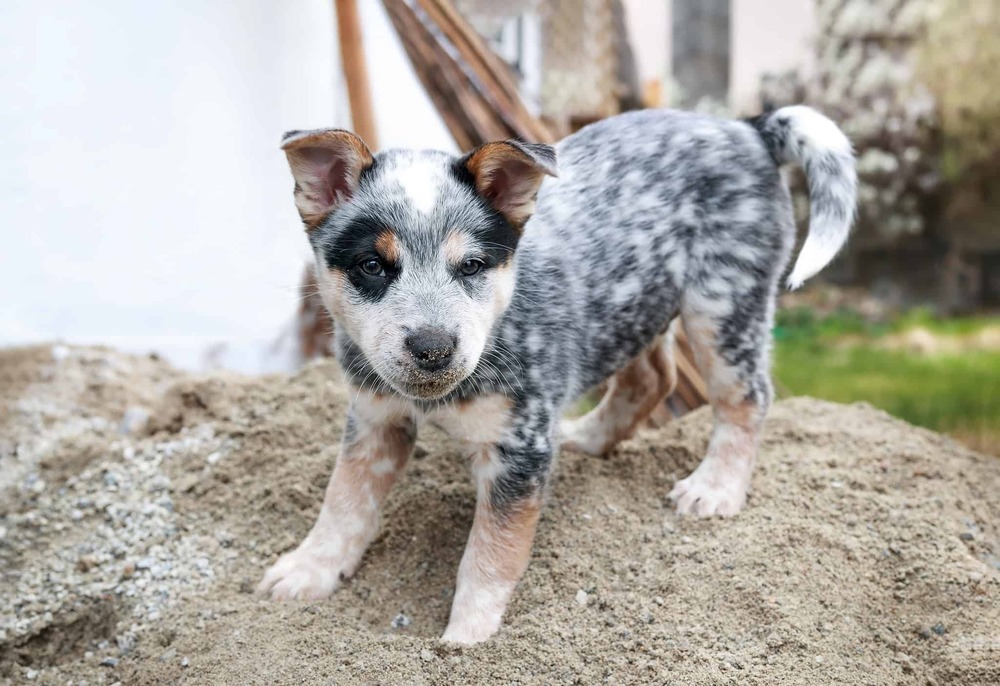 Blue speckled Australian Cattle Dog close up