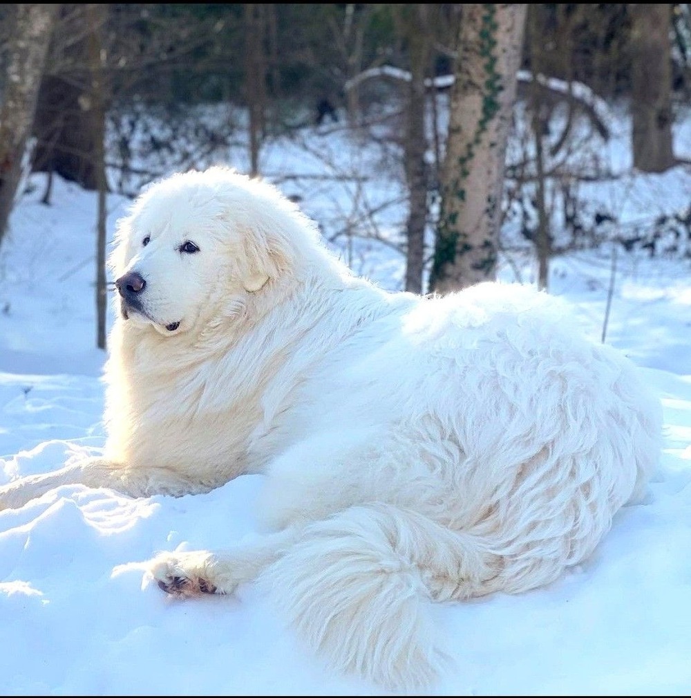 Great Pyrenees standing in grass