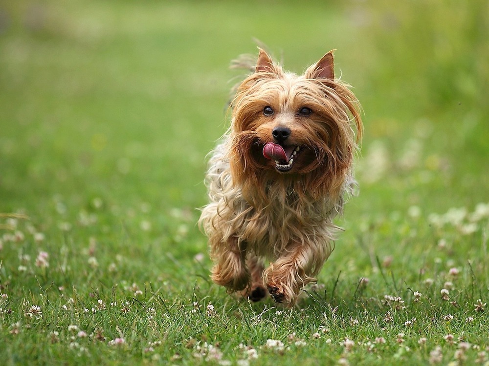 Close view of Silky Terrier coat texture