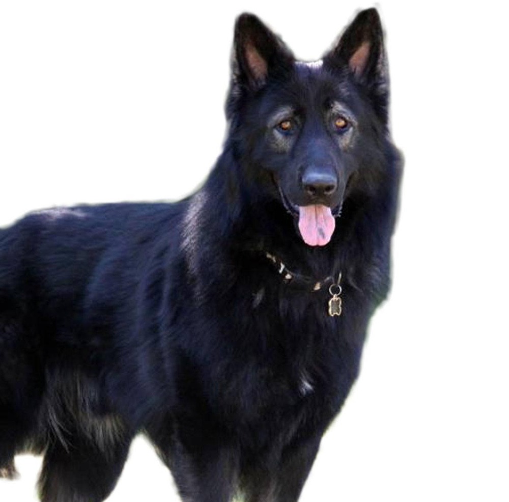 Large shepherd dog moving on a lead