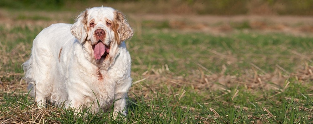 Clumber Spaniel coat detail showing feathering