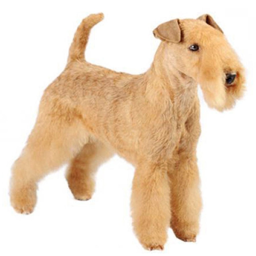Lakeland Terrier coat detail showing wiry texture