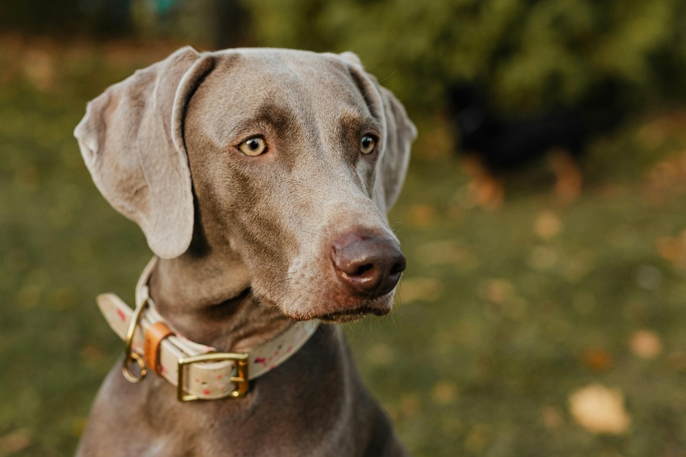 Kanni dog resting calmly