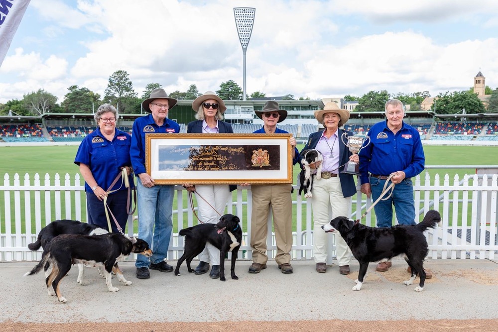 New Zealand Heading Dog standing outdoors
