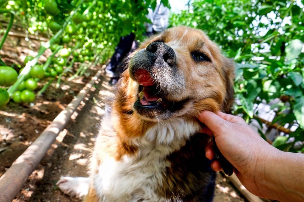 Dog resting calmly after veterinary care