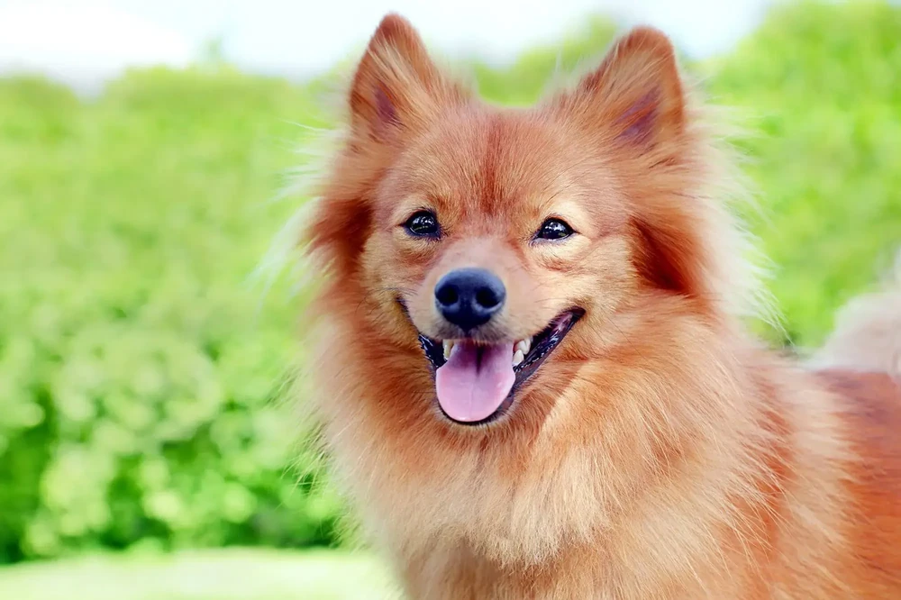 Spitz-type dog with fluffy coat