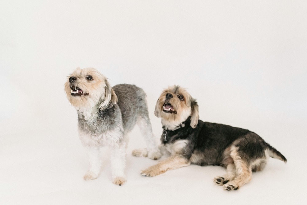 Chilean Terrier outdoors with short coat