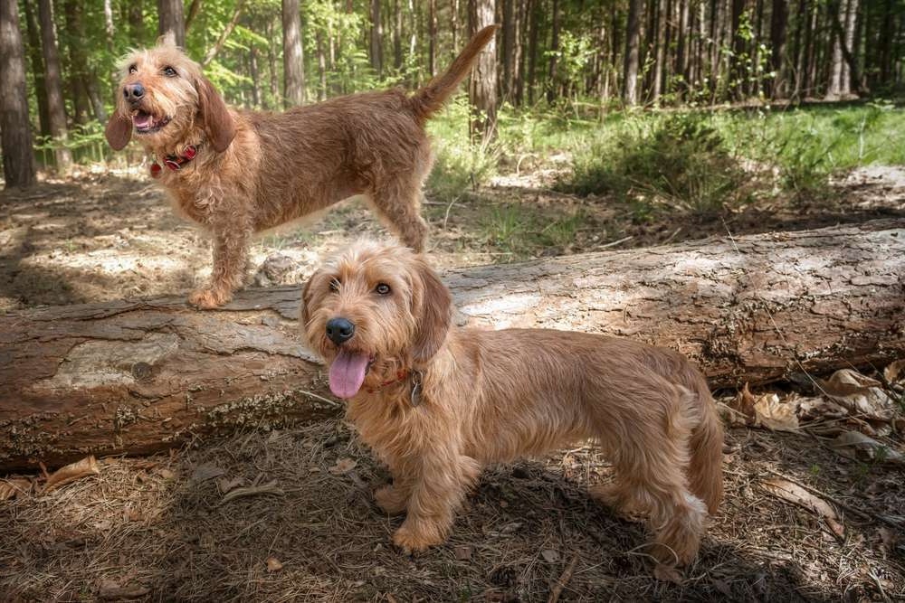 Basset Fauve de Bretagne sitting alert with long ears