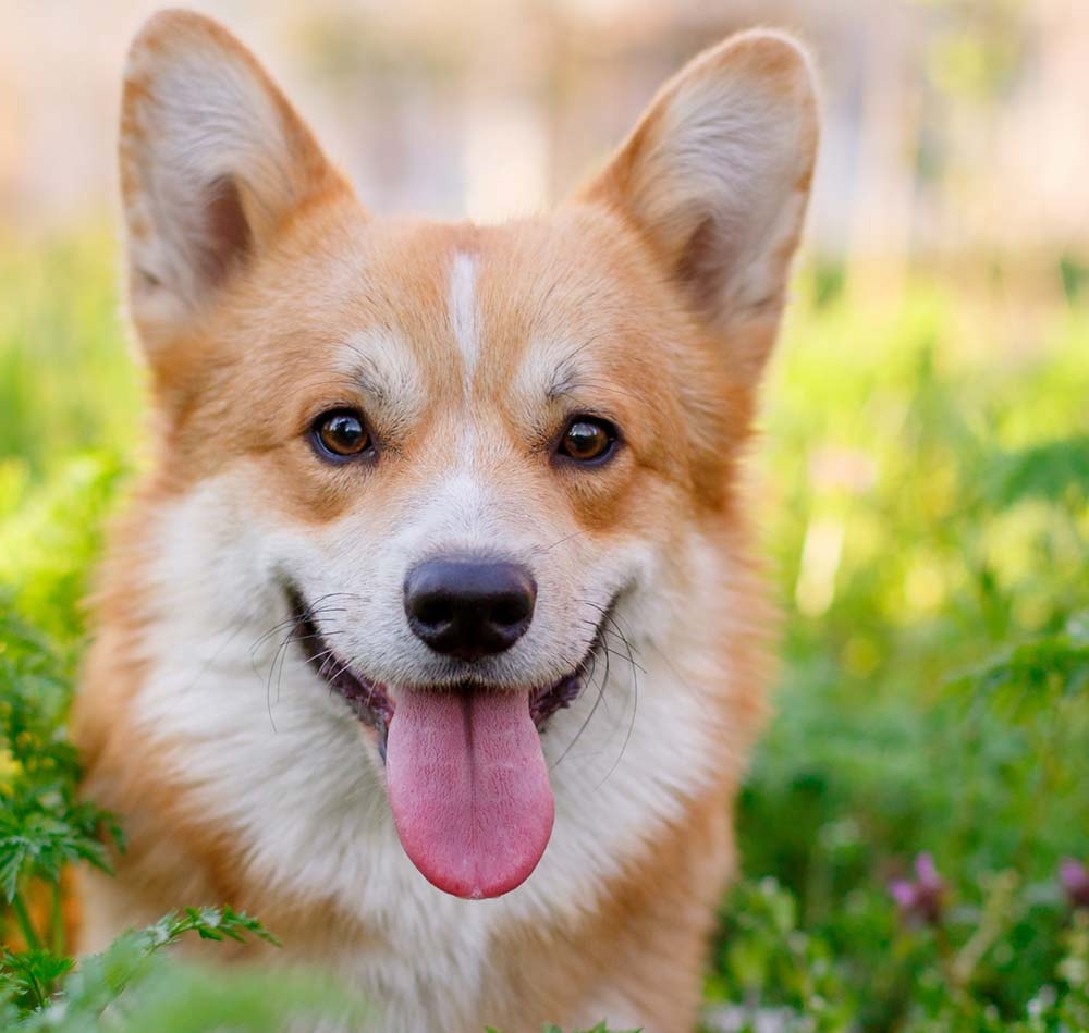 Pembroke Welsh corgi sitting outdoors