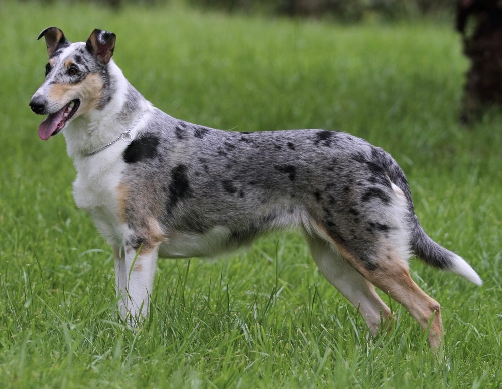 Smooth Collie standing outdoors
