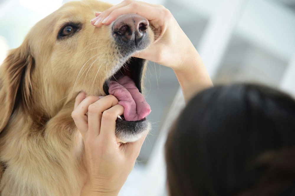 Dog with mouth slightly open during an oral check