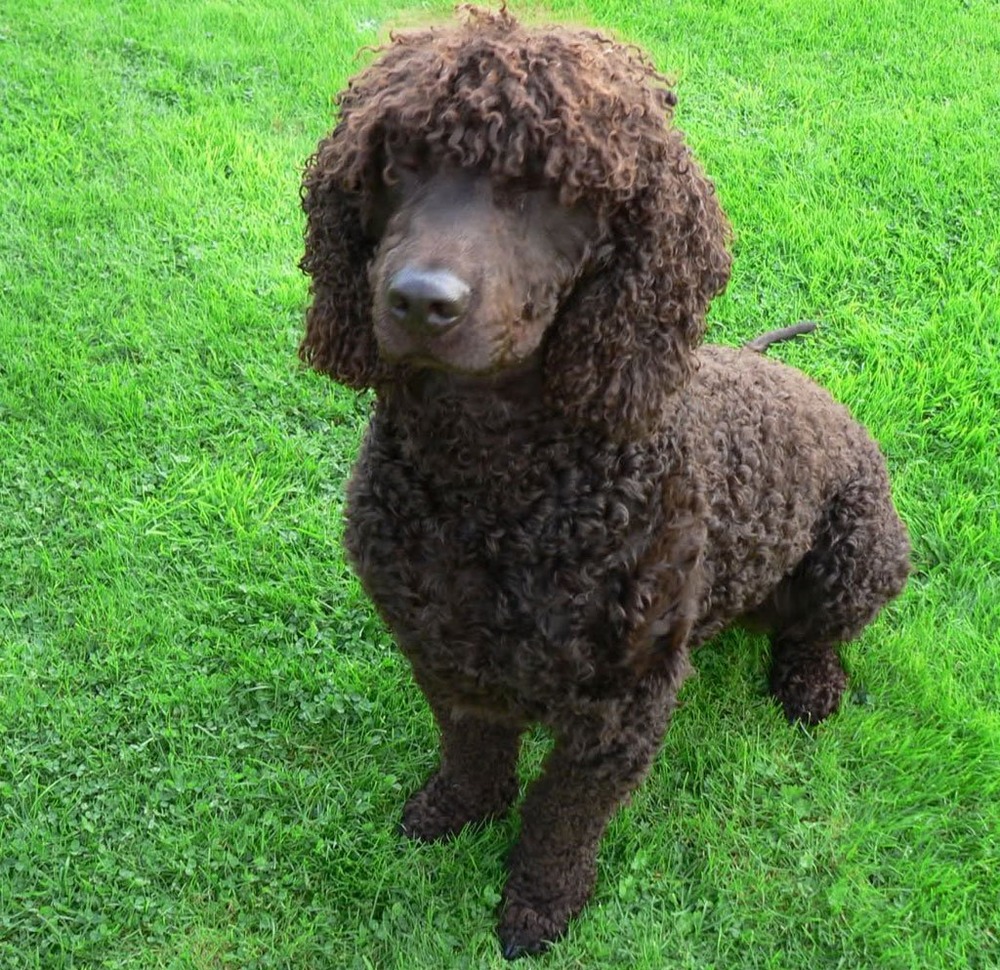 American Water Spaniel outdoors in motion