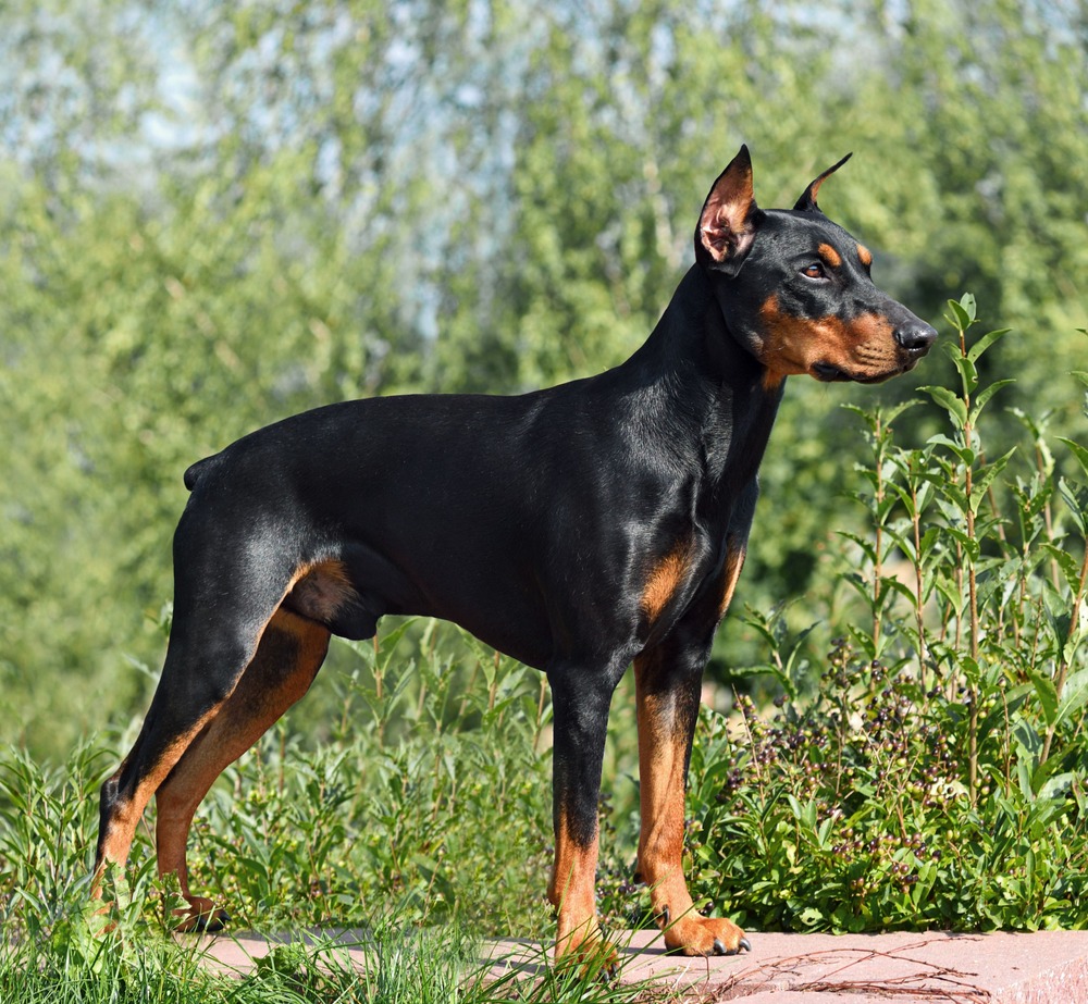 German Pinscher close-up with attentive expression