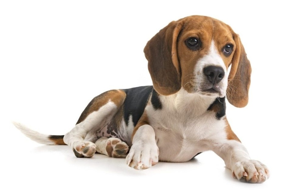 Beagle standing in profile with short coat visible