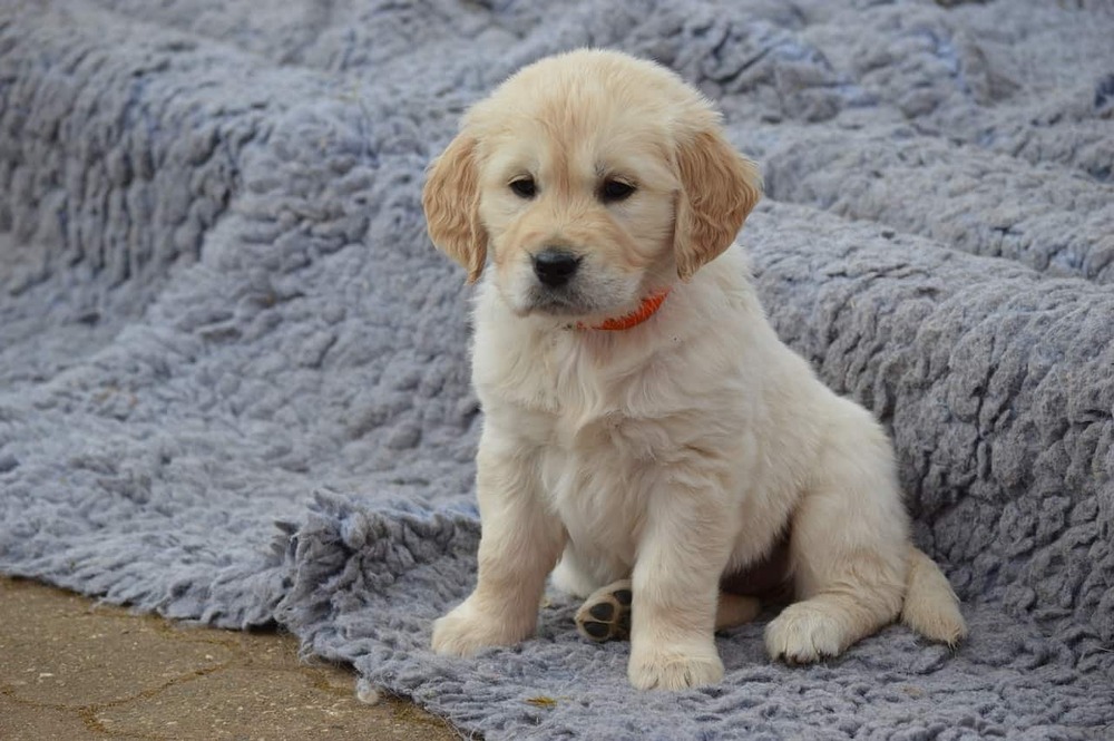 Golden Retriever standing outdoors