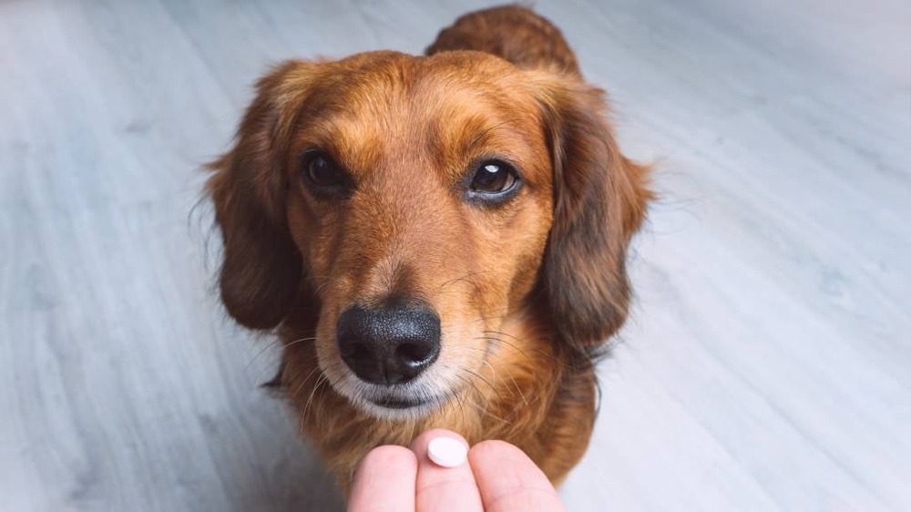 Written medication schedule next to a dog bowl