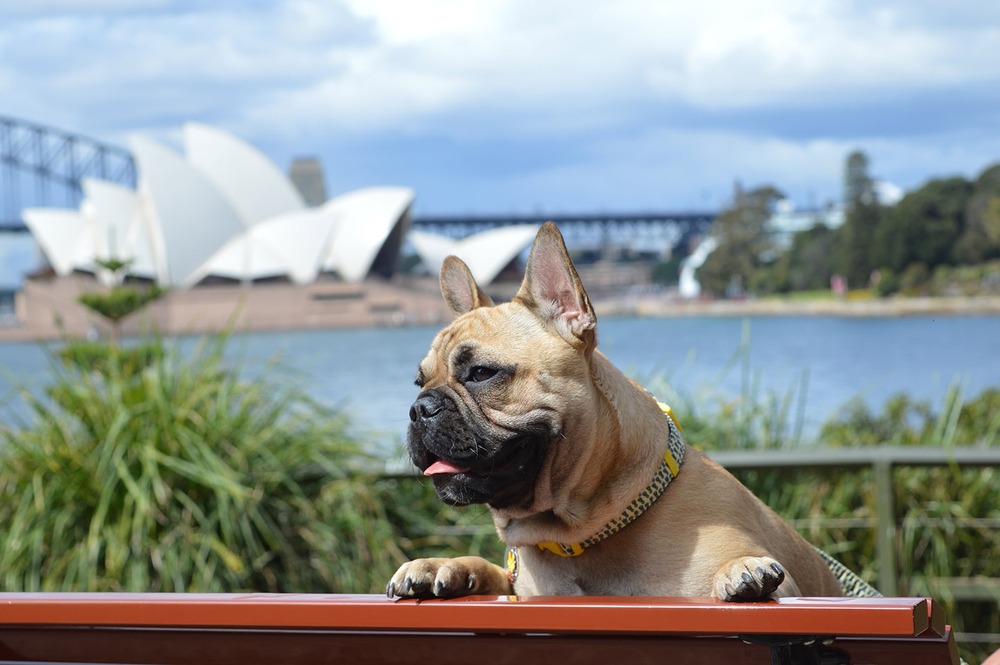 Dog panting outdoors in warm weather