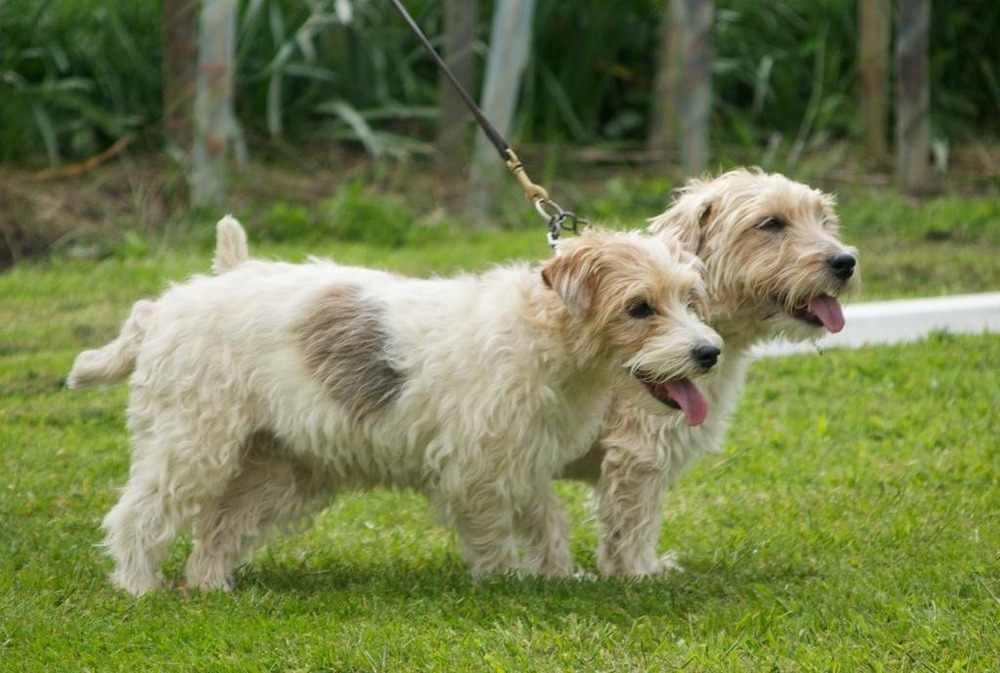 Small wiry-coated terrier on grass
