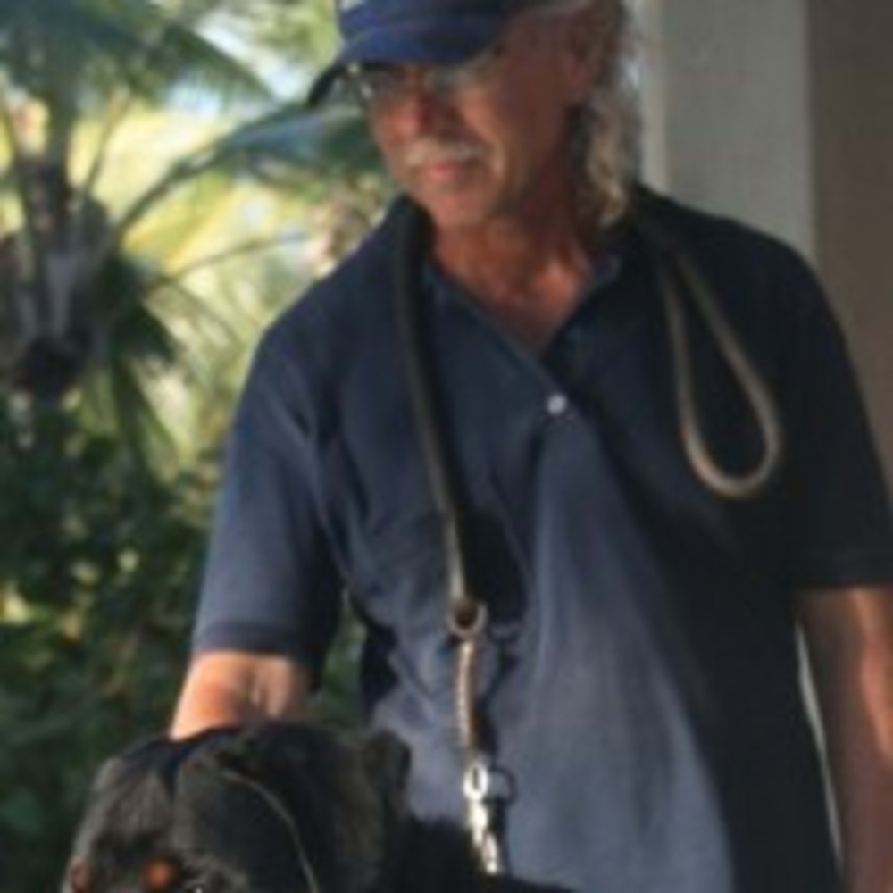 Dogo Argentino standing alert in a yard