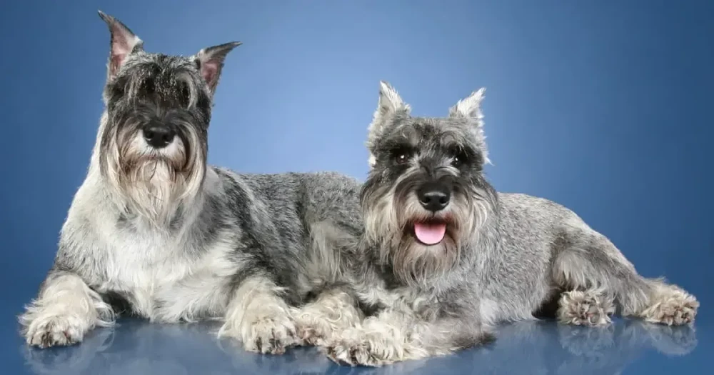 Standard Schnauzer in profile showing square build