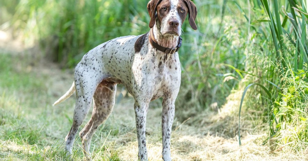 Braque Francais running on grass