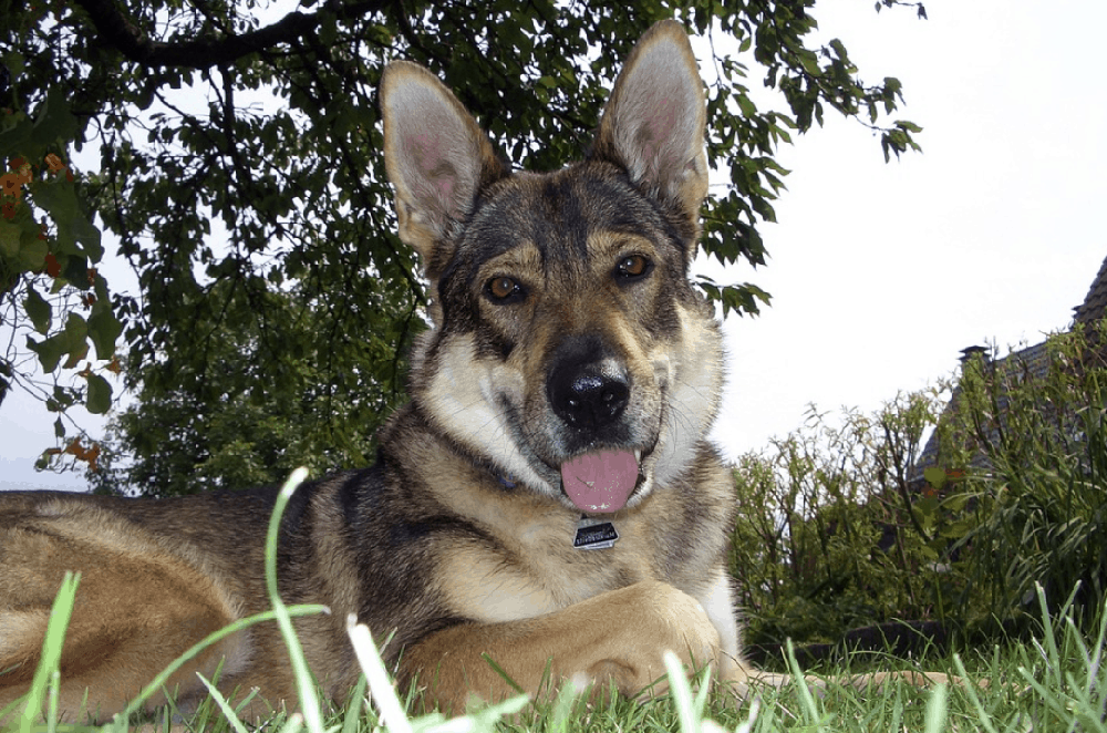 Kunming Dog looking focused during activity