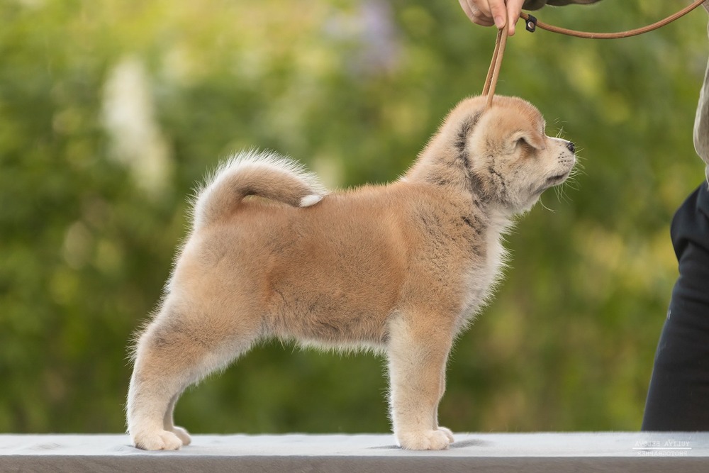 Large Akita with curled tail and erect ears