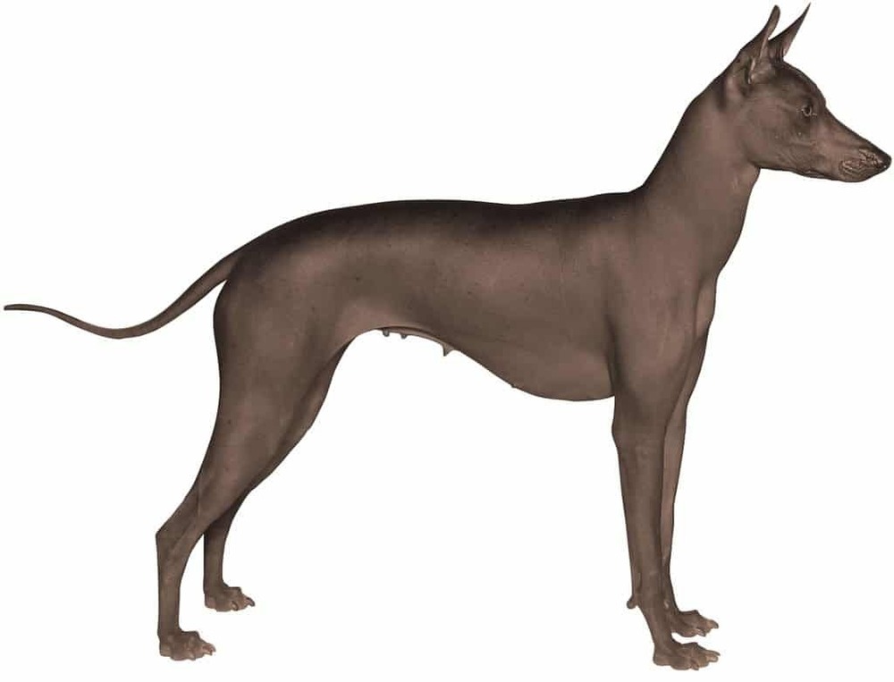 Hairless Xoloitzcuintle close up