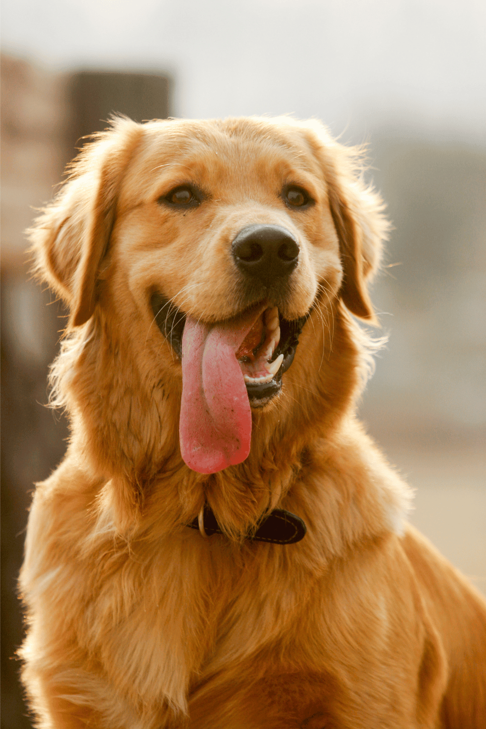 Bowl of dog food and water