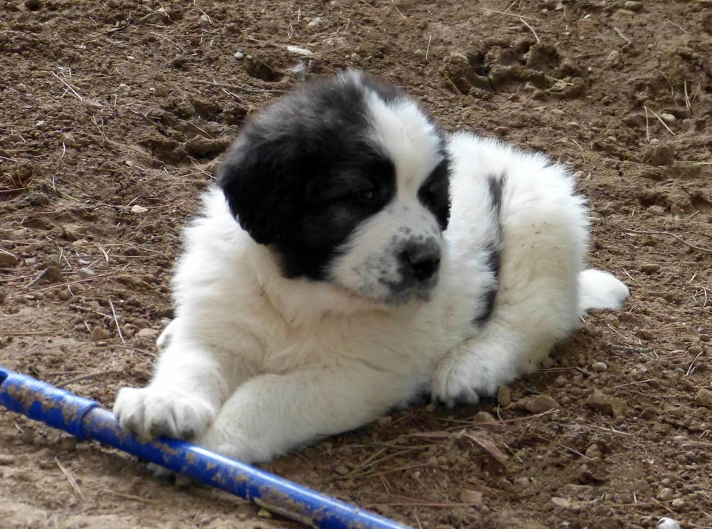 Pyrenean Mastiff standing outdoors