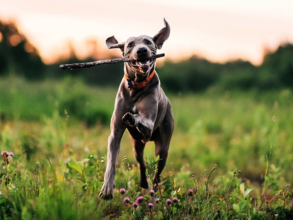 Close view of a Weimaraner head showing short grey coat and long ears
