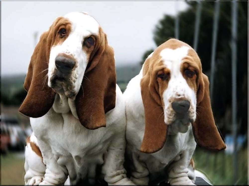 A hound resting comfortably