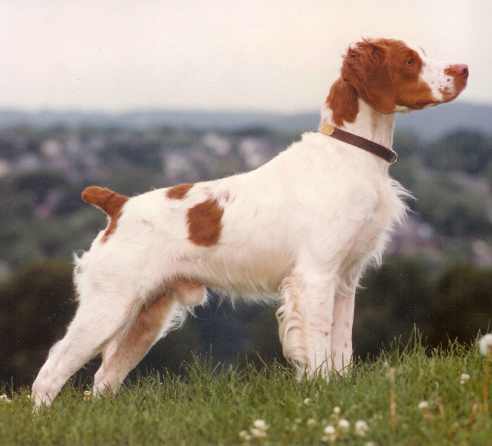 Brittany resting on a path