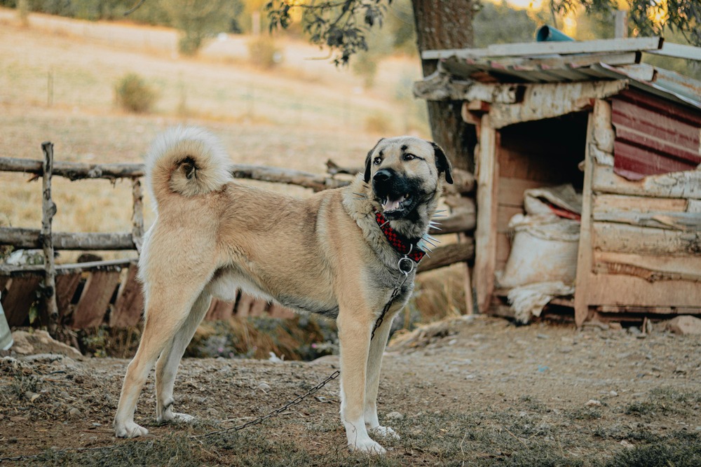 Large mountain dog standing on a path